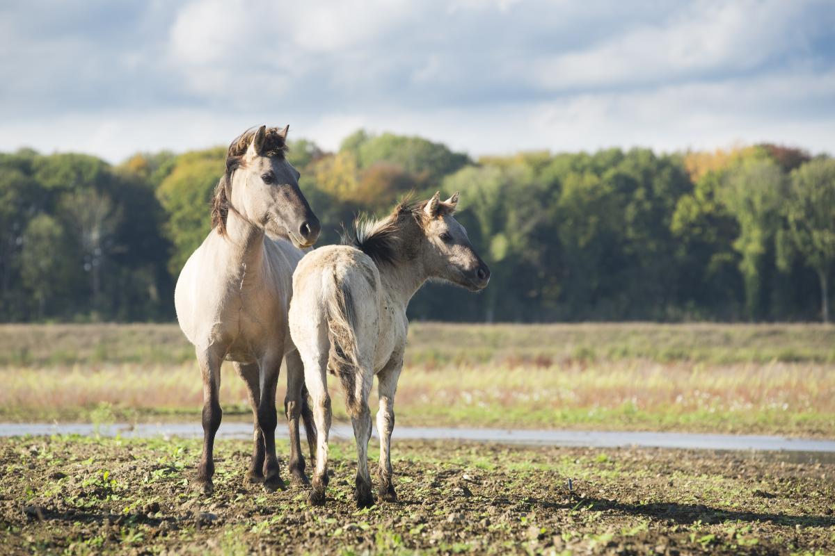 GrazeLIFE | ARK Rewilding Nederland