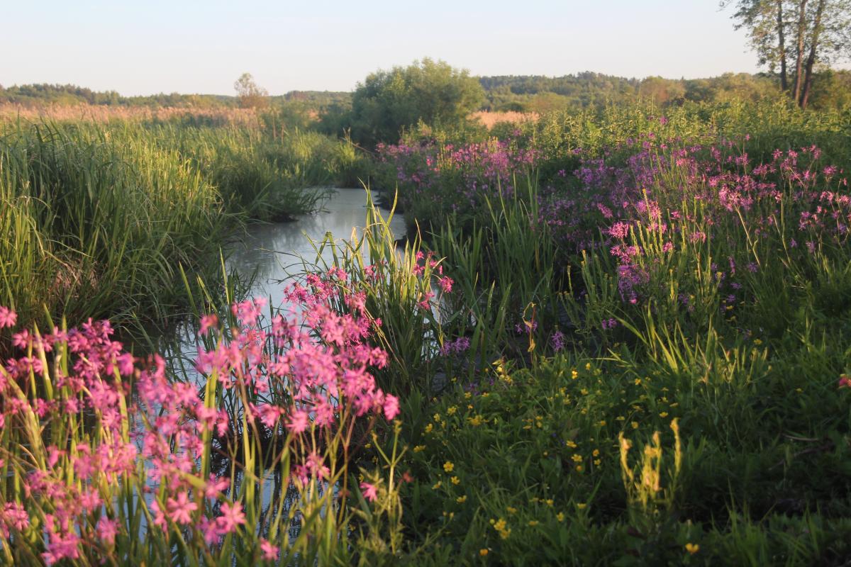 Latvia | ARK Rewilding Nederland