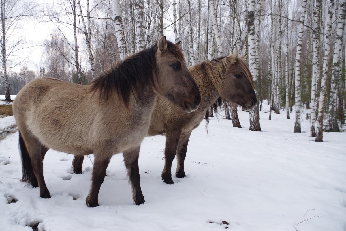 Ukraine | ARK Rewilding Nederland