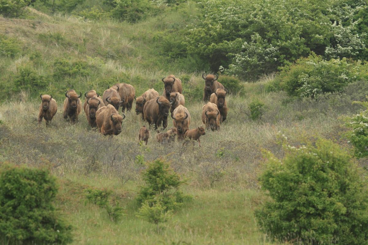 European bison | ARK Rewilding Nederland