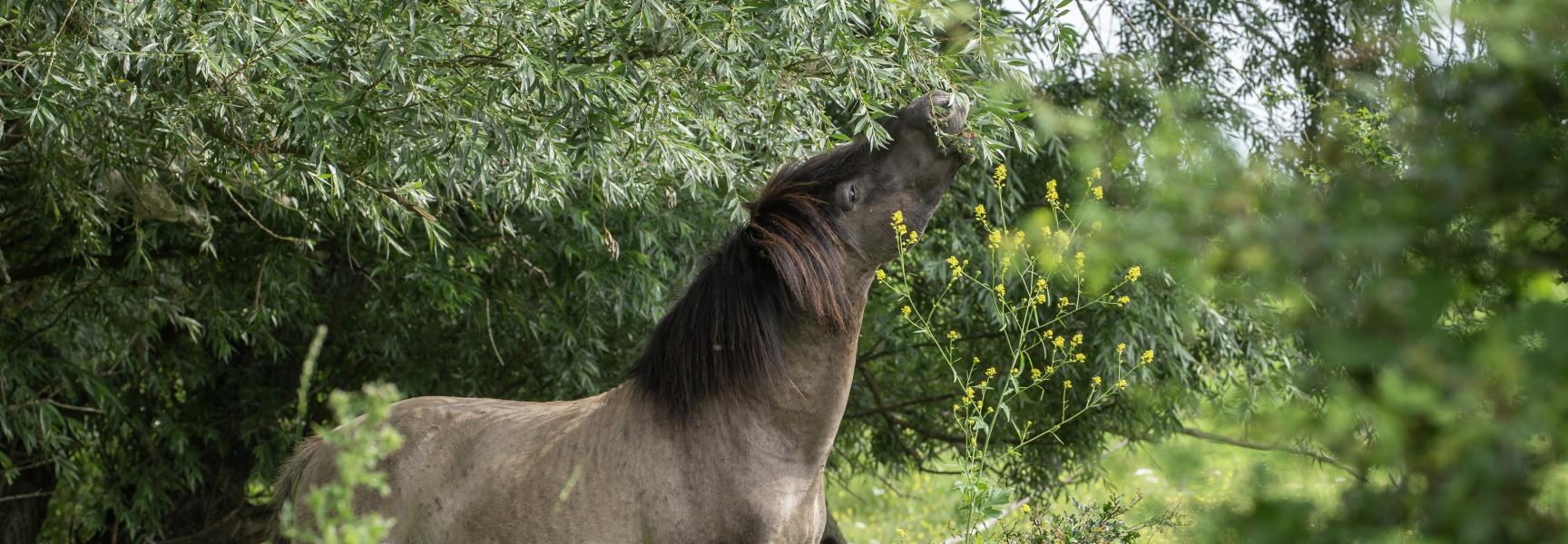 Konik eet van wilg