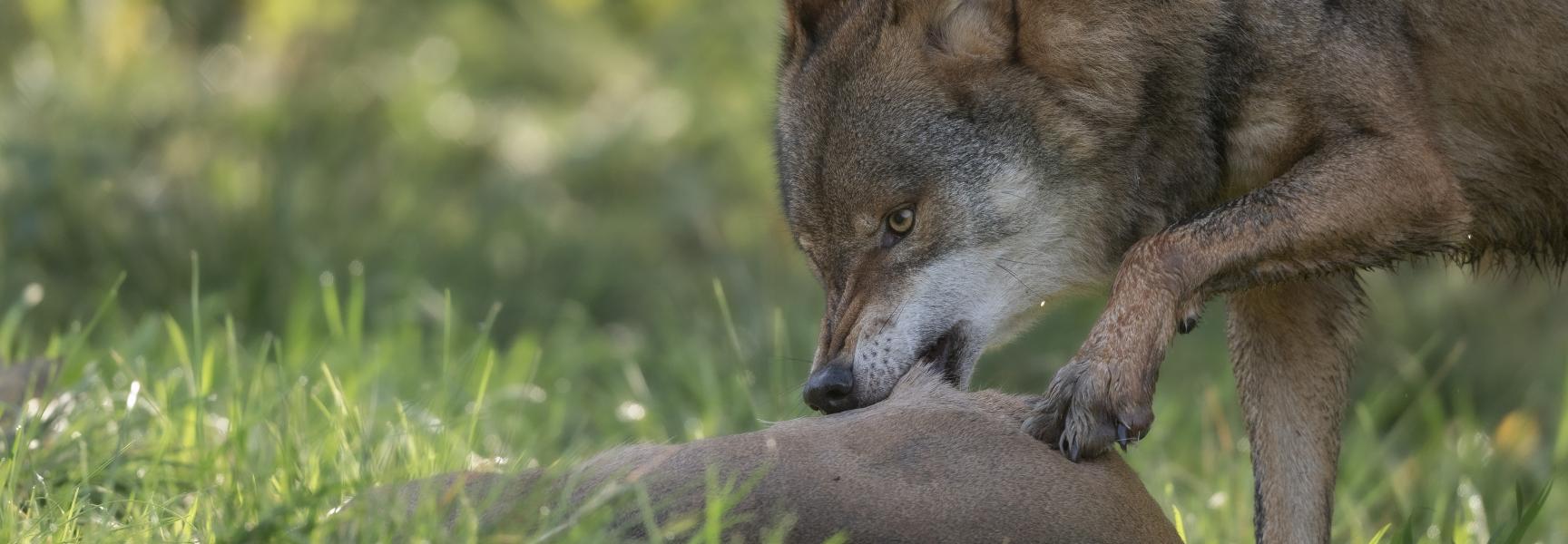 Wolf eet ree. Anholter Schweiz © Dirk Goudkuil