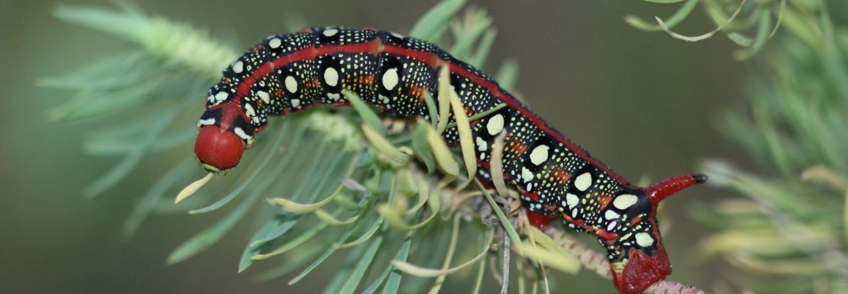 rups van de wolfsmelkpijlstaart