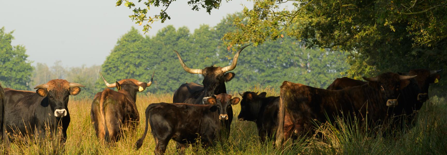 Een kudde wildlevende taurossen neemt de rol van het uitgestorven Europese oerrund over.