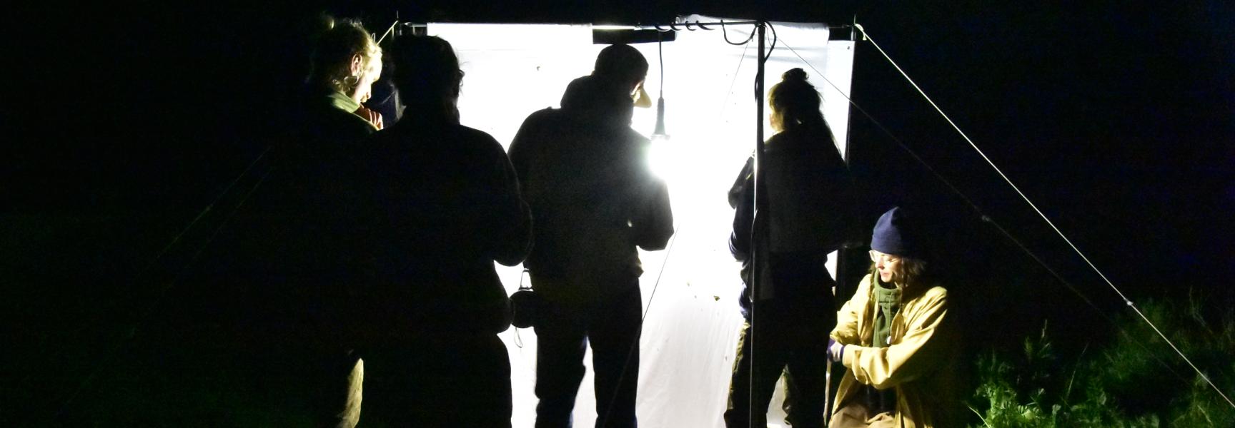 Nachtvlinderen in de Millingerwaard