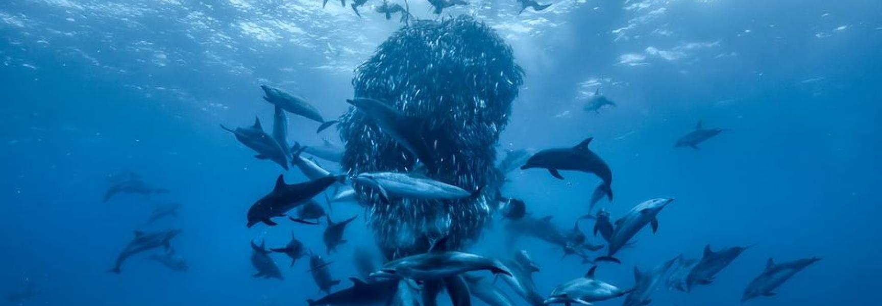 documentaire Ocean