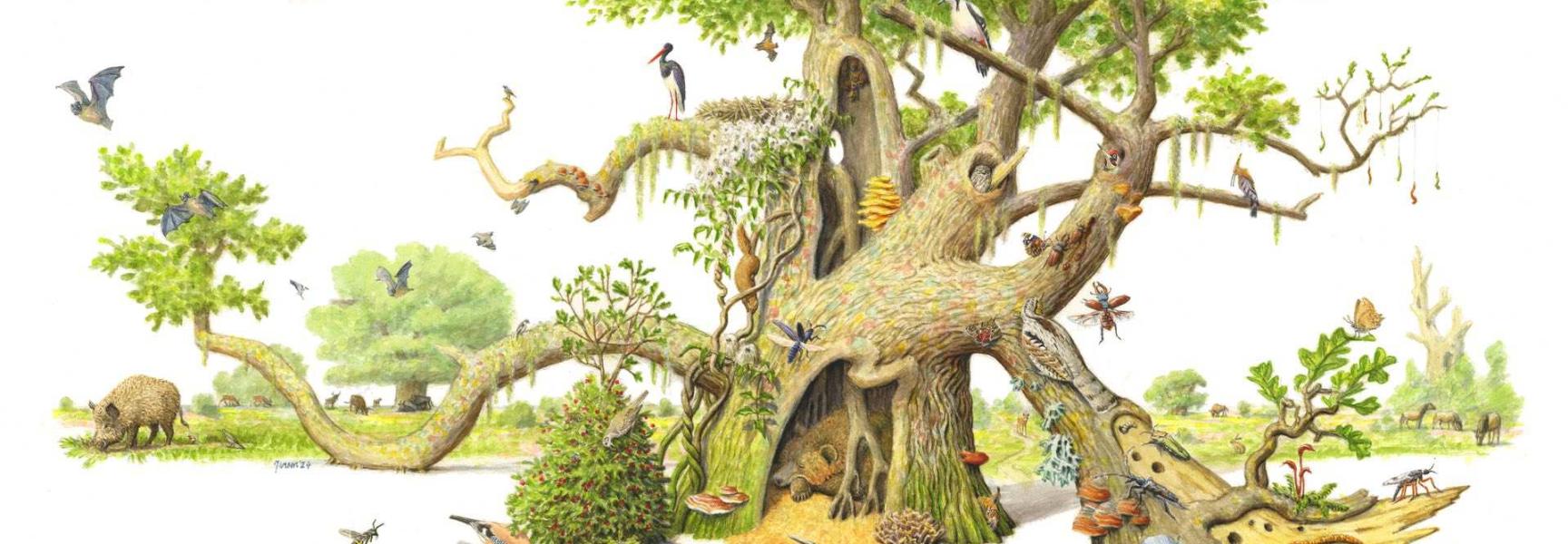 Tekening van de eik gemaakt door Jeroen Helmer