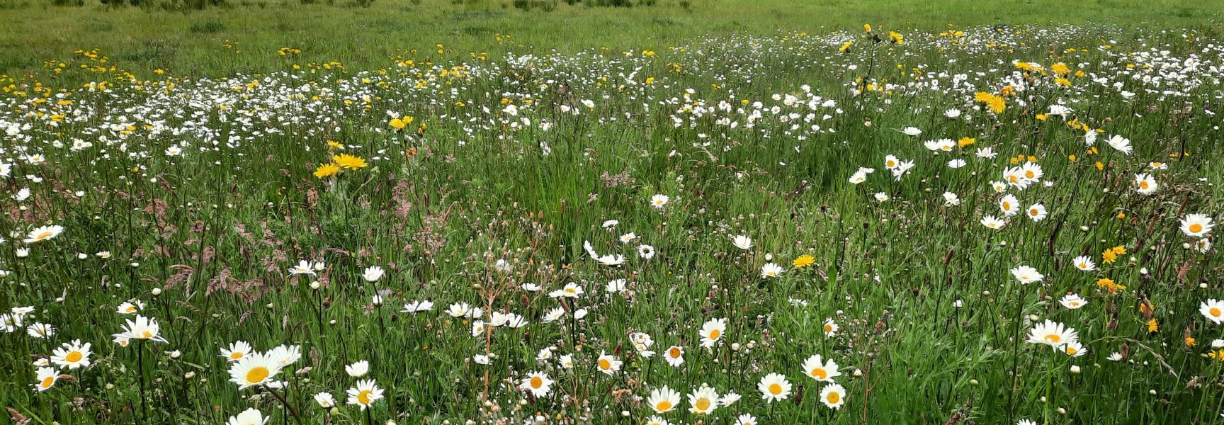 Aan de voet van de Gulperberg is een voormalige akker omgevormd tot een kruidenrijk natuurgrasland en zijn de beekoevers plaatselijk verlaagd.