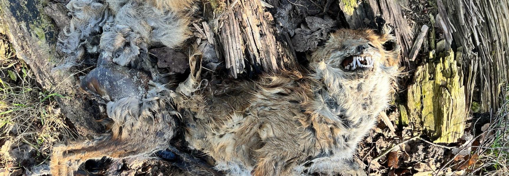 Invloed van vossenkadaver op natuur in KempenBroek
