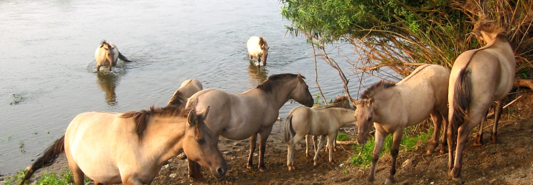 Koniks over Roosteren 