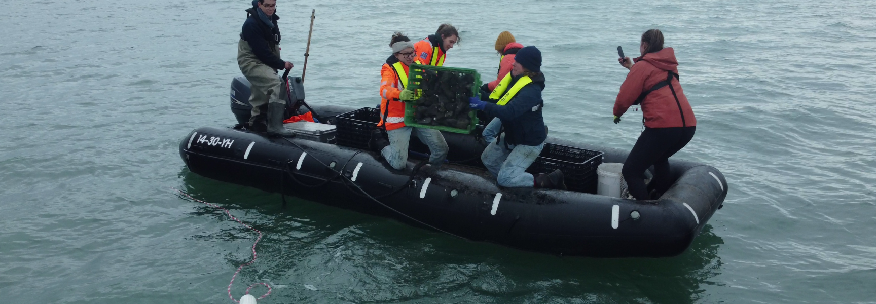 Oesters worden uitgestort in de Noordzee.