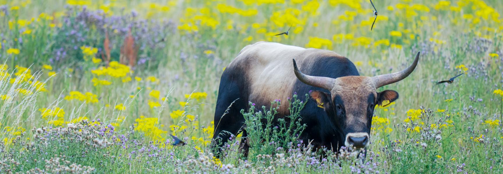 Symposium Evidence based rewilding 20 maart 2026