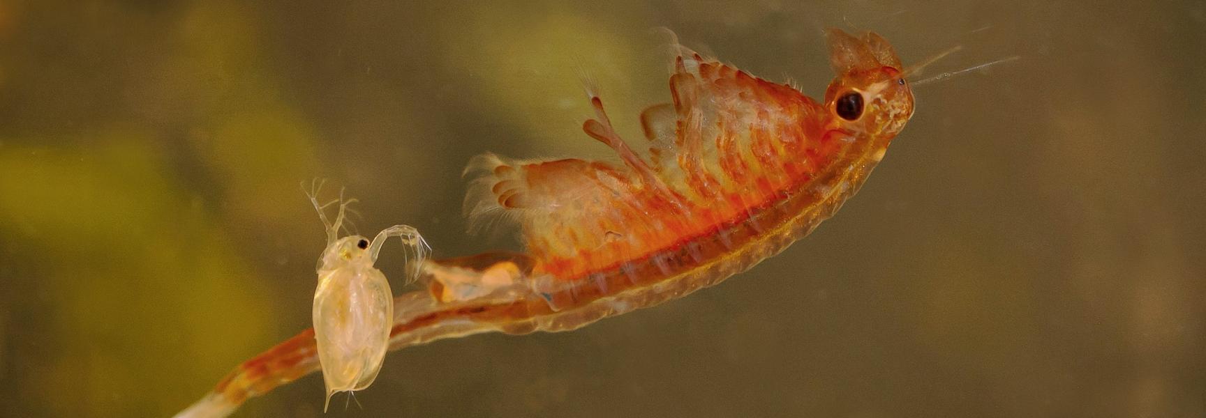 Oranje-blauw zwemmend geraamte ontmoet watervlo