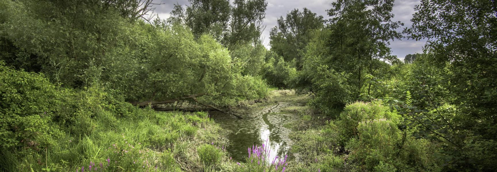 Eiland van Brienenoord