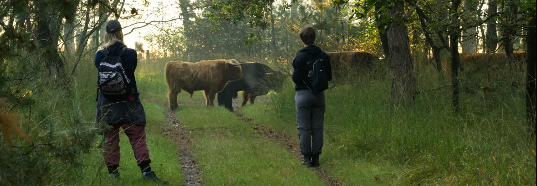 Grazers en recreanten in KempenBroek