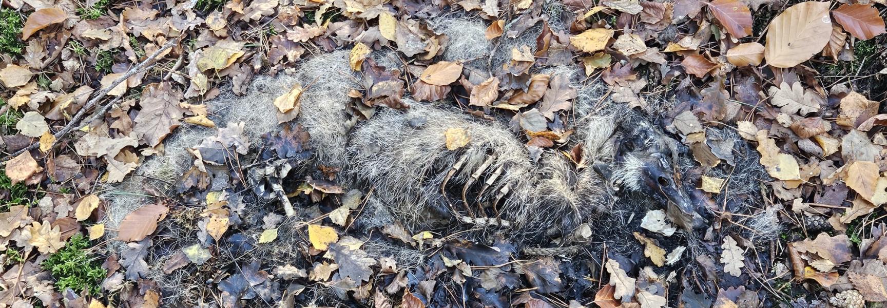 Das in ontbinding - Dood doet Leven