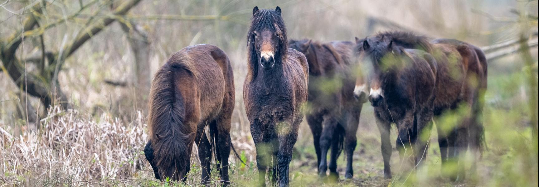 Sociale kudde Exmoor pony's in KempenBroek