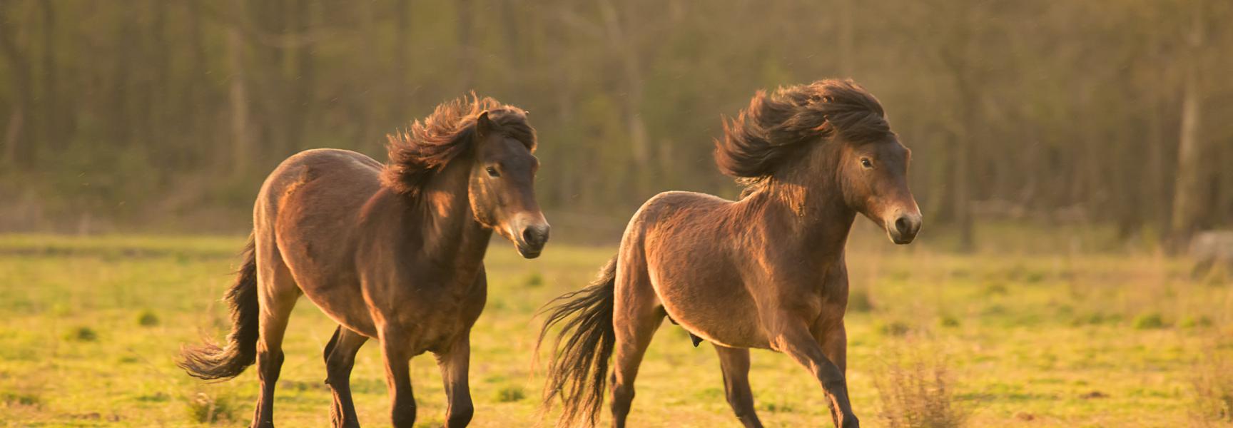 sociale kudde Exmoor pony’s