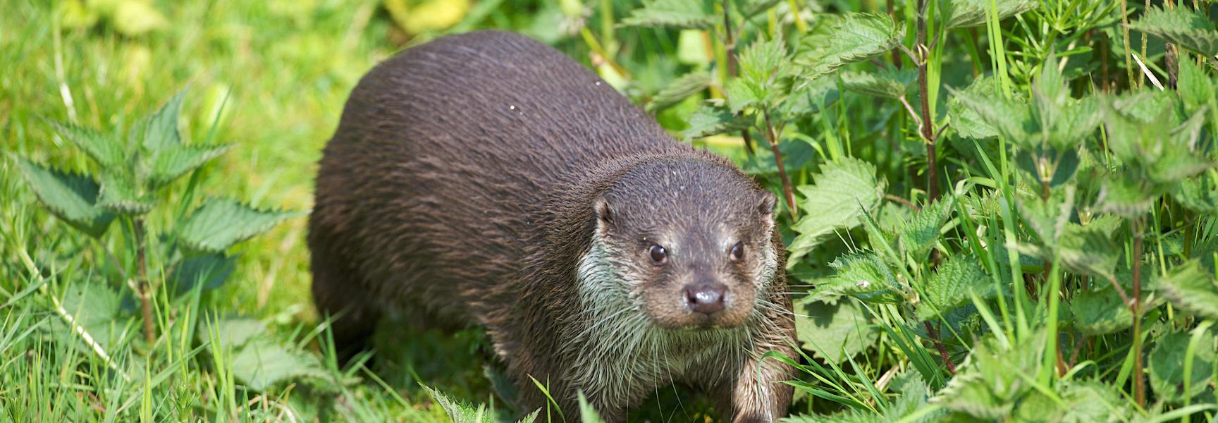 Otter verplaatst zich op de oever van een beek