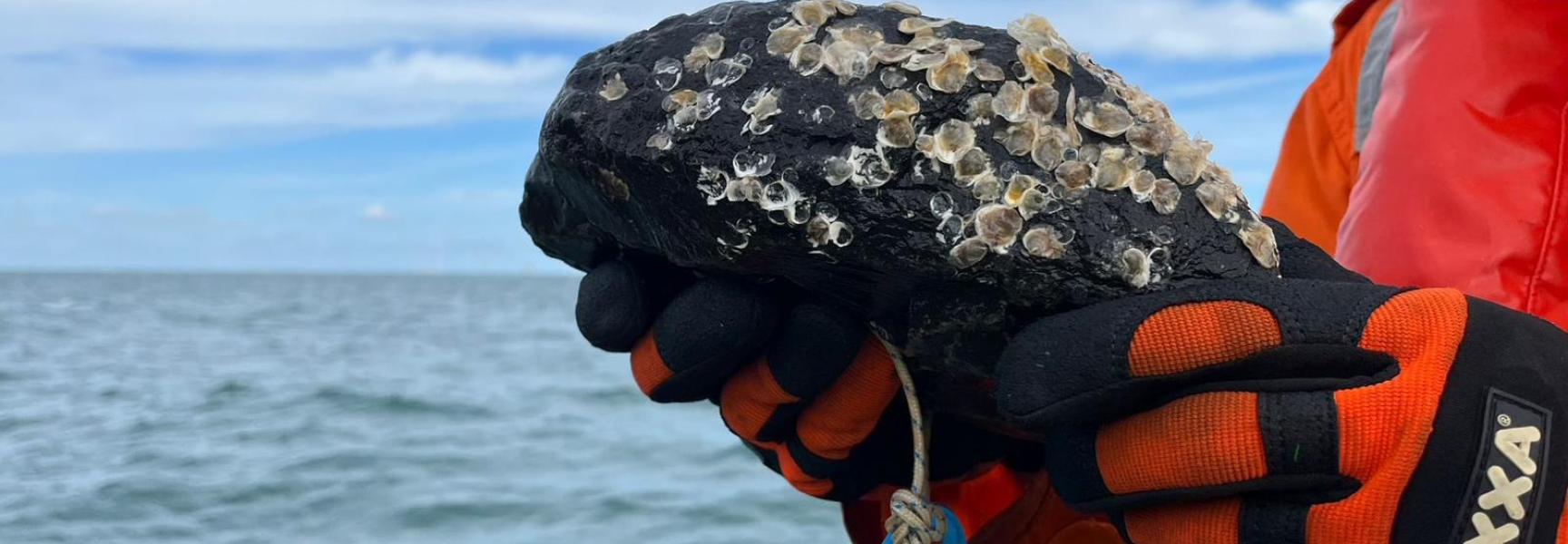 De stortstenen zijn begroeid met tientallen jonge oesters. Foto: Harro Vaags, Van Oord Ocean Health