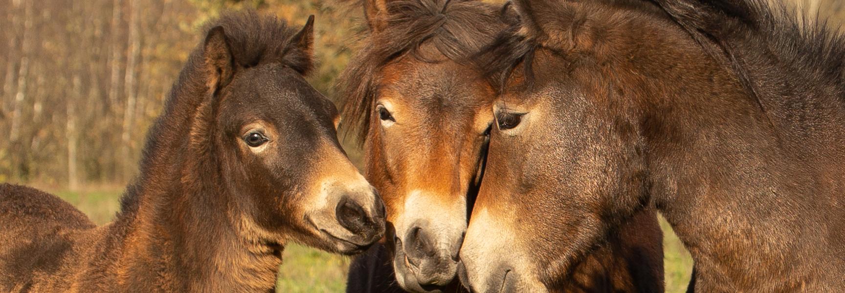 Exmoorpony's
