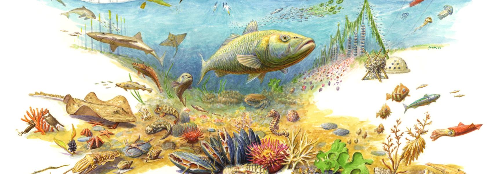 Levende_Noordzee_Jeroen Helmer_ARK Rewilding Nederland