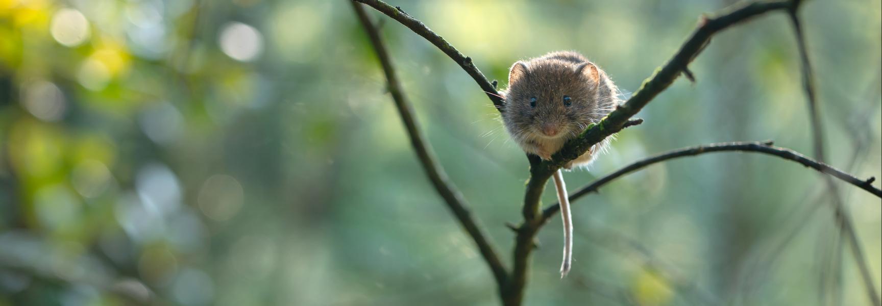 Rosse woelmuis