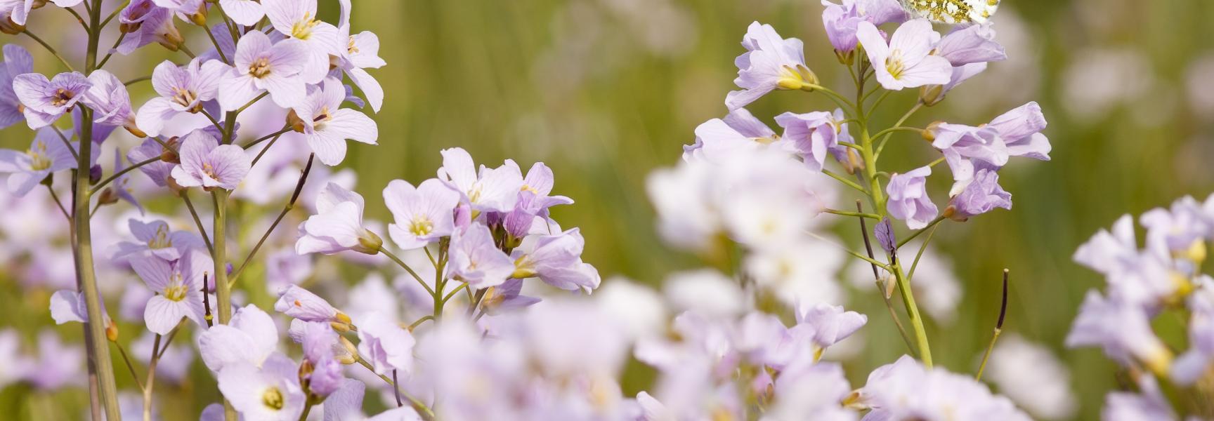 Pinksterbloemen Foto Bob Luijks