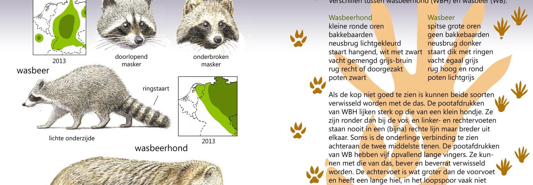 Roofdieren Veldgids Wasbeer en Wasbeerhond