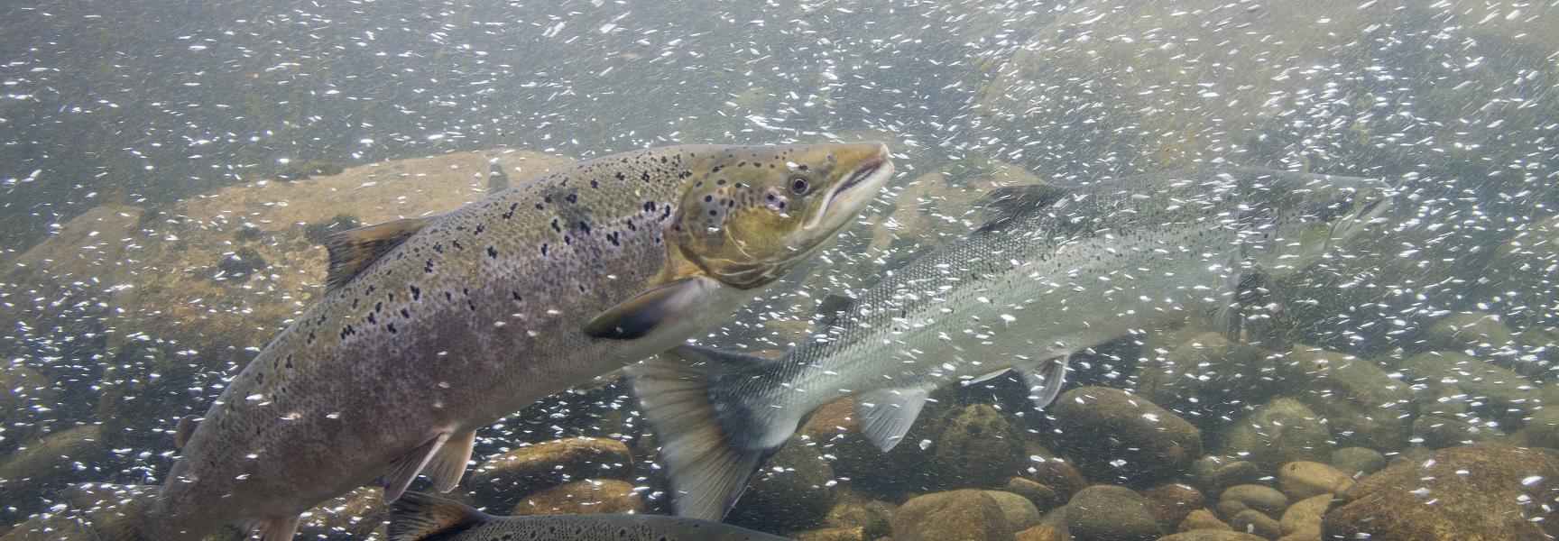 Salmo salar; salmon; Atlantische zalm