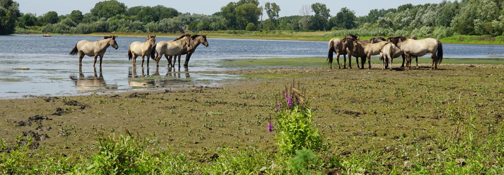 Koniks langs de Grensmaas