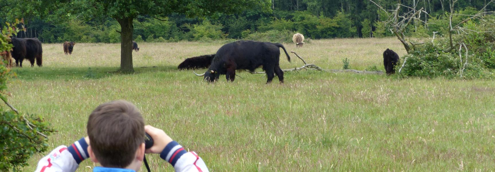 Kijken naar grote grazers. Foto: Rob Brinkhof