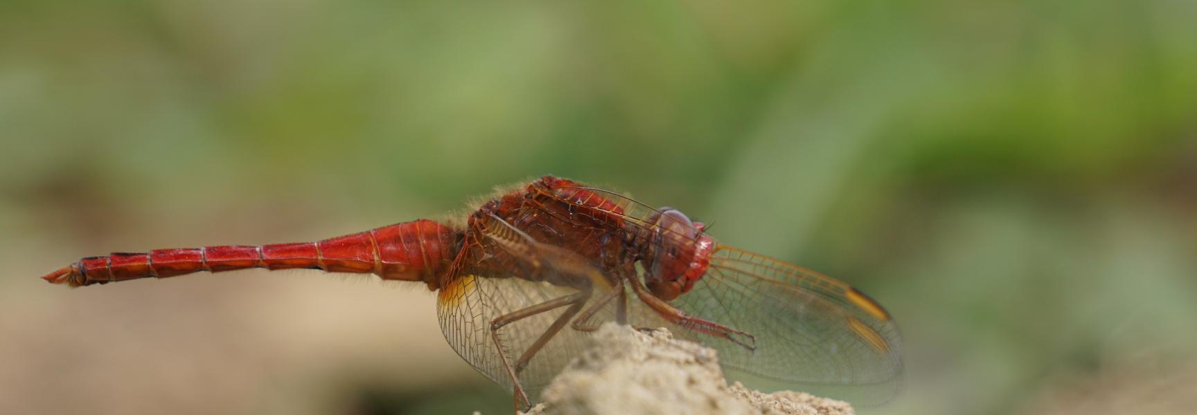 Vuurlibel