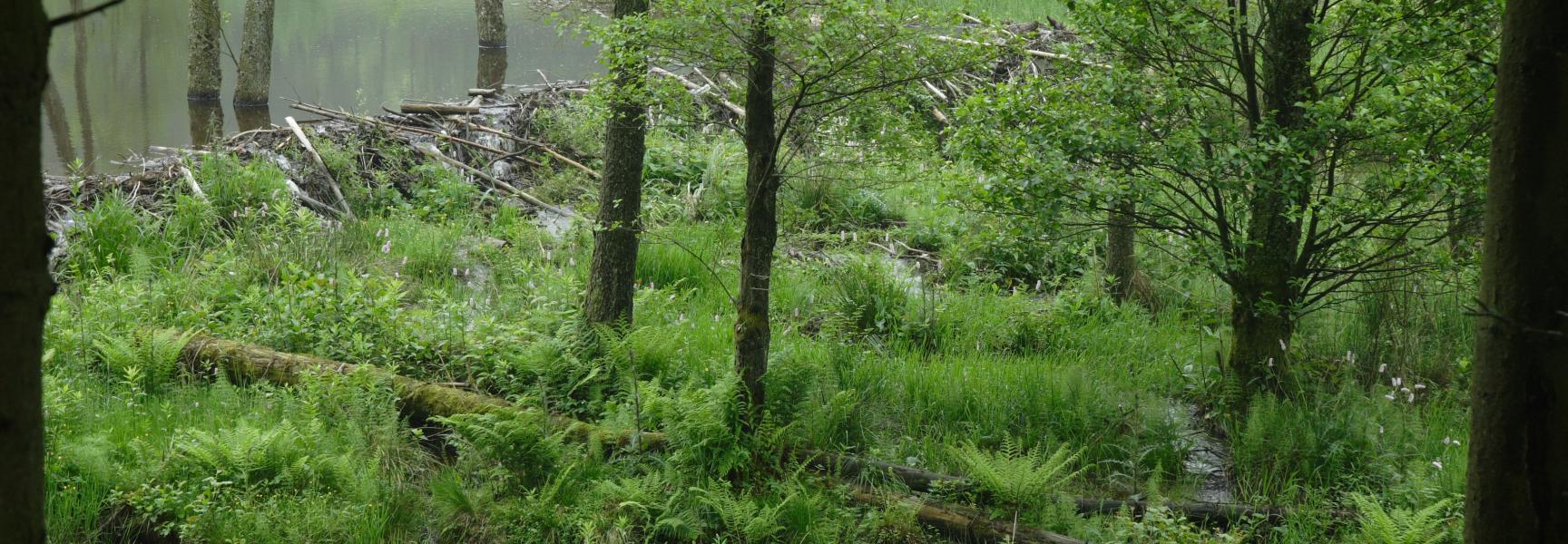 Op de voorgrond een moeras dat ontstaat nadat een beverfamilie zijn dam en burcht heeft verhuisd. Het meer loopt leeg en raakt begroeid met tal van moerasplanten. De restanten van de dam remmen de afwatering, wat moerasvorming stimuleert.
