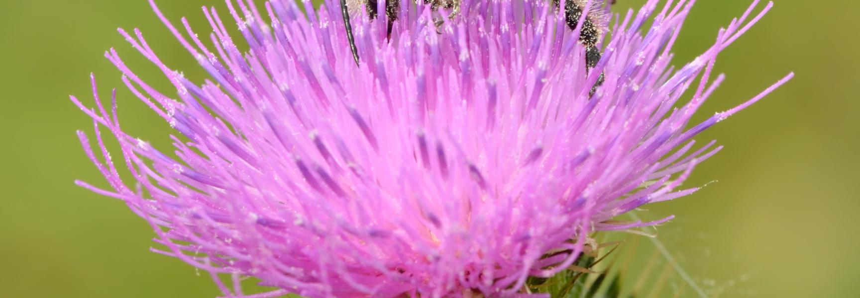 Zandhommel. Foto: Ivar Leidus (Wikimedia)