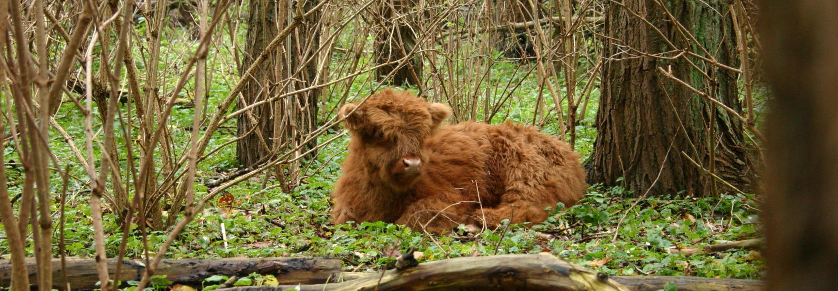 Hooglander Brienenoord