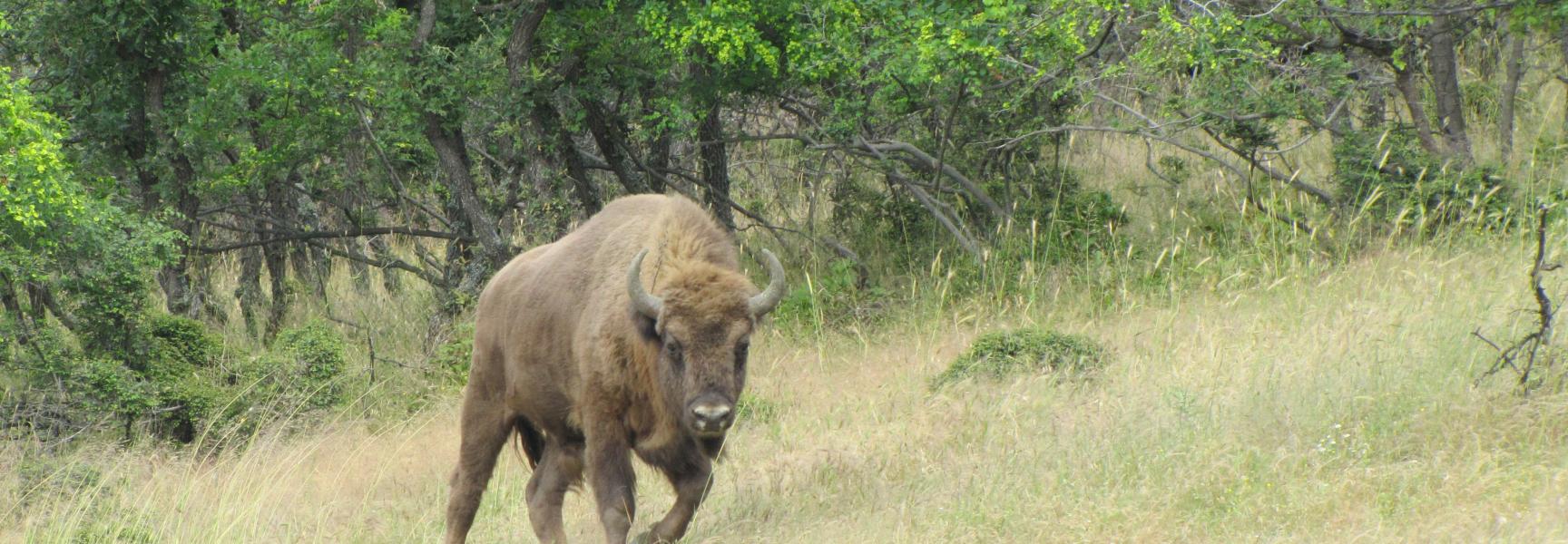 Wisent in Studen Kladenec