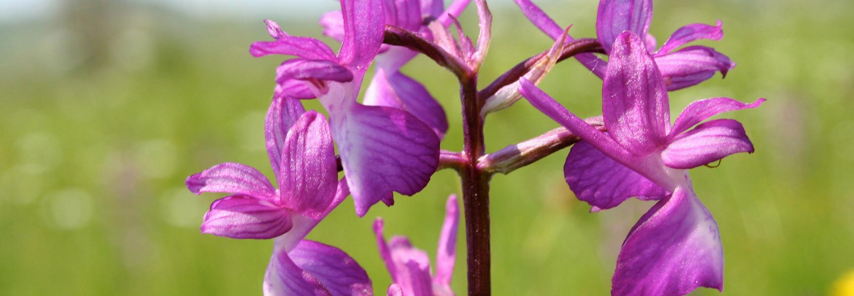 Rhodopen moerasorchis