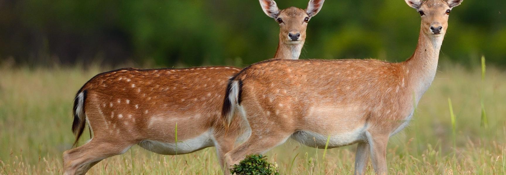 Damherten in de Rhodopen Foto Staffan Widstrand/Rewilding Europe