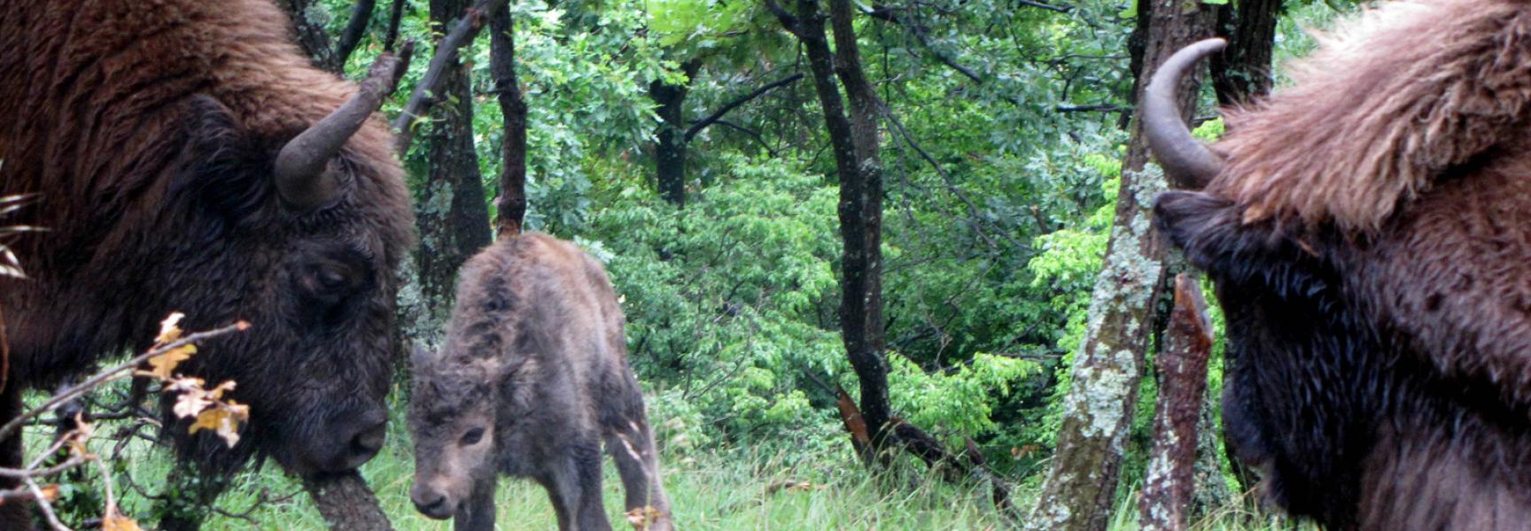 Wisewntkalf Rhodopen, foto Hristo Hristov