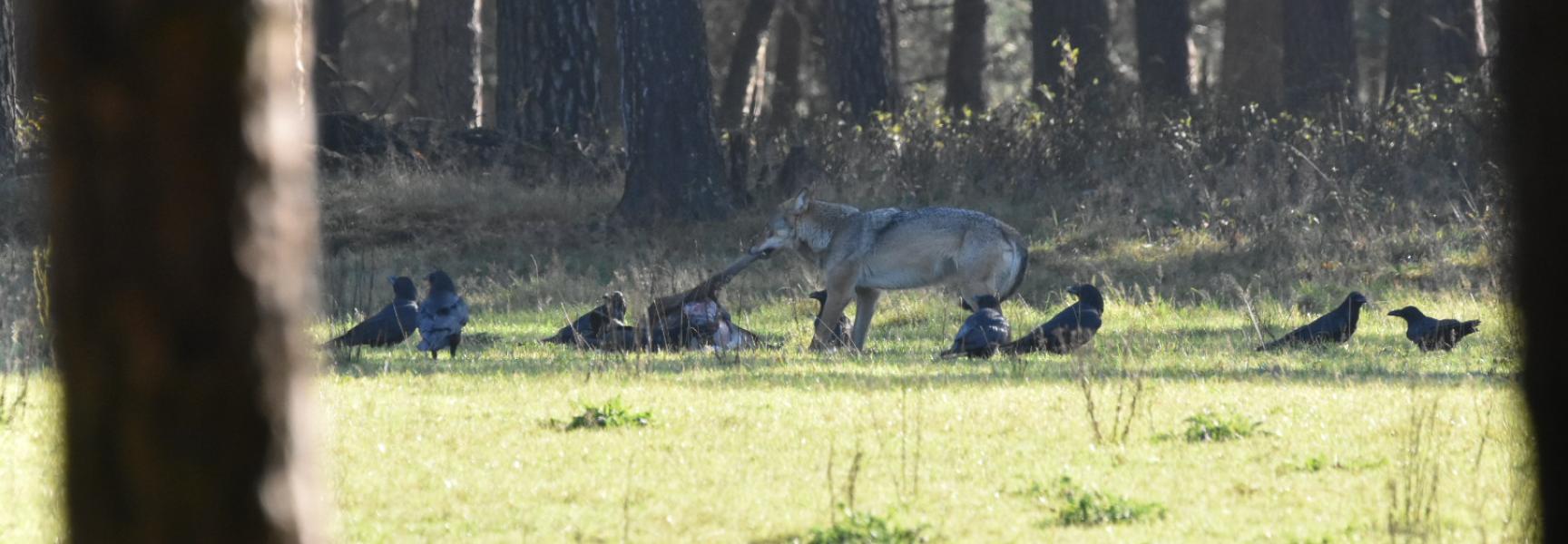 Wolf en raven bij het kadaver van een edelhert op de Veluwe. Foto: Sjaak van Doorn
