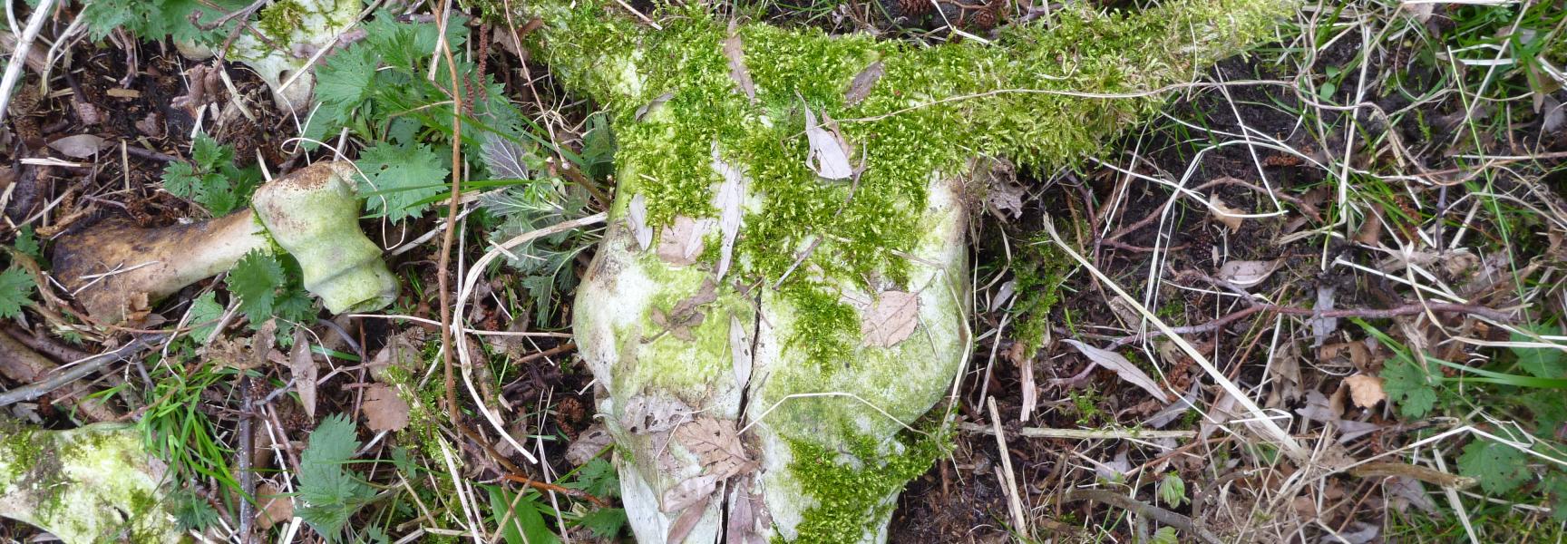 Schedel van een rund