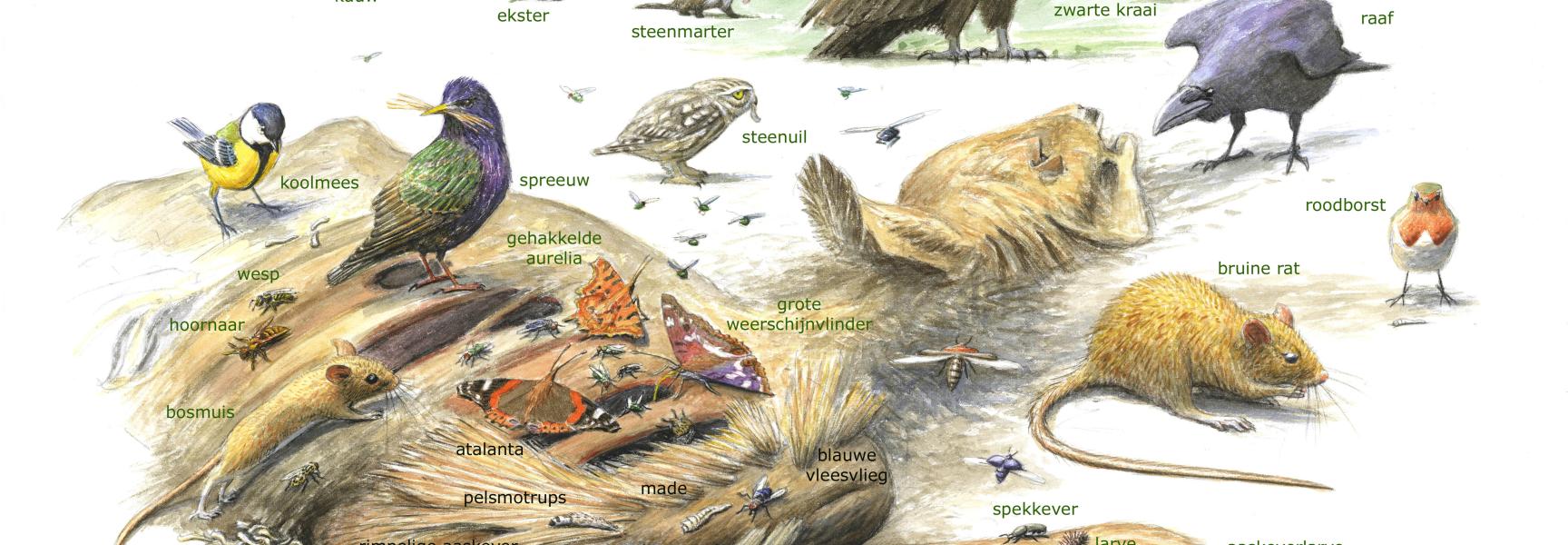 Zoekkaart Lijkenpikkers, zoekplaat, dood doet leven
