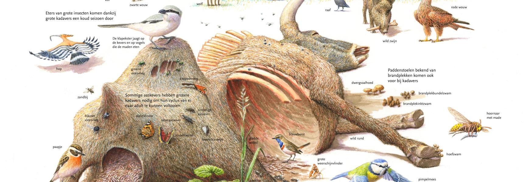 Sleutelrol Grote Kadavers