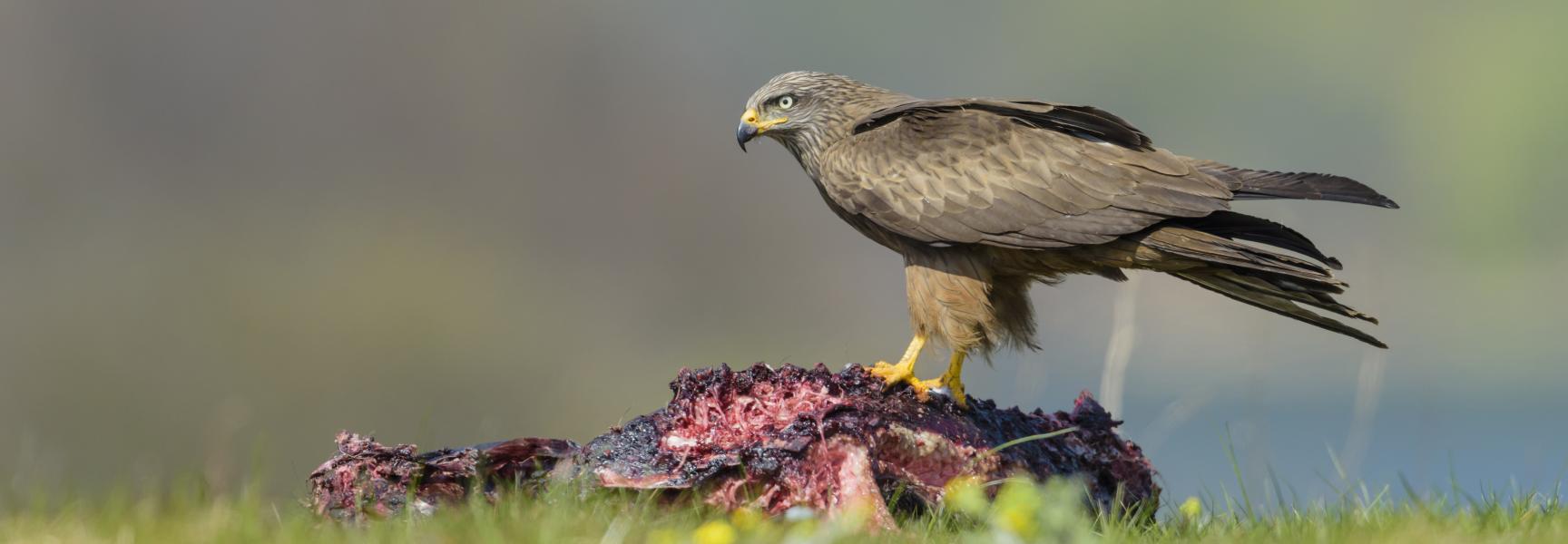 Zwarte wouw op een kadaver. Foto: Zoonar