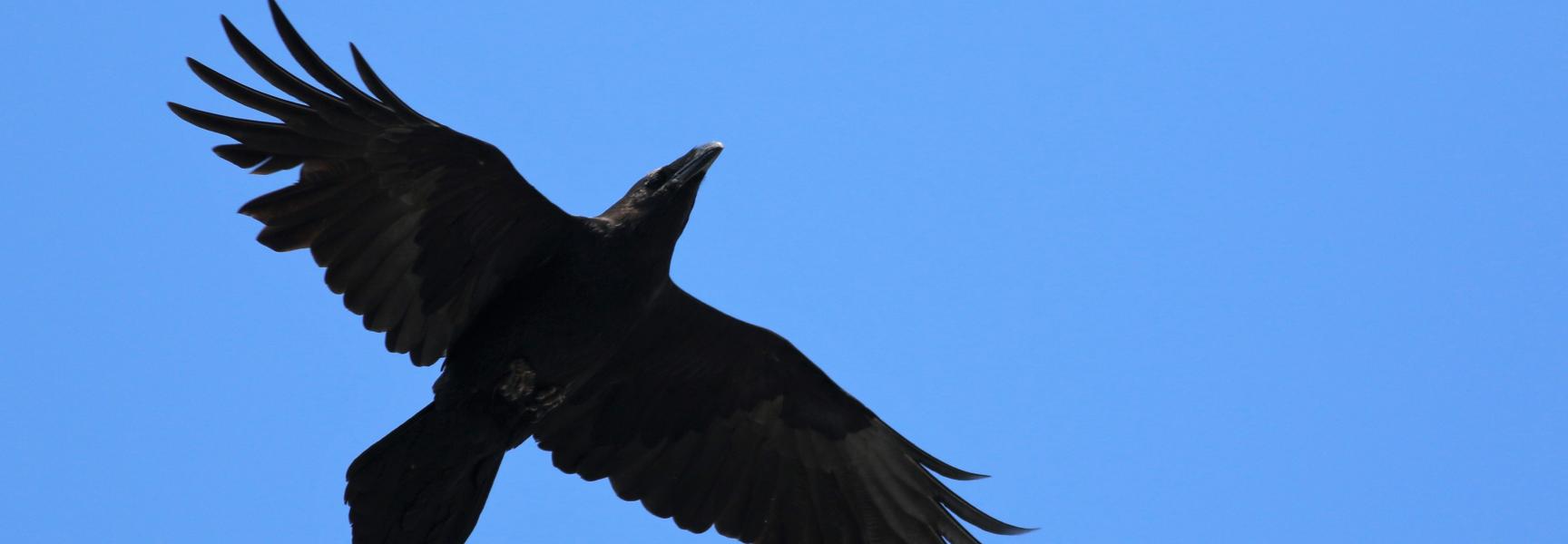 Gezenderde raaf. Foto: Jefta Leeuwis Gezenderde raaf. Foto: Jefta Leeuwis