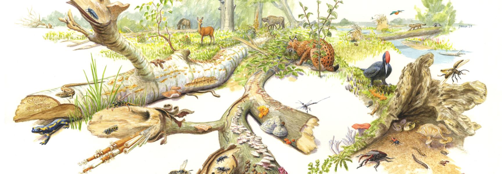 Dood hout en zijn sleutelrol in de natuur