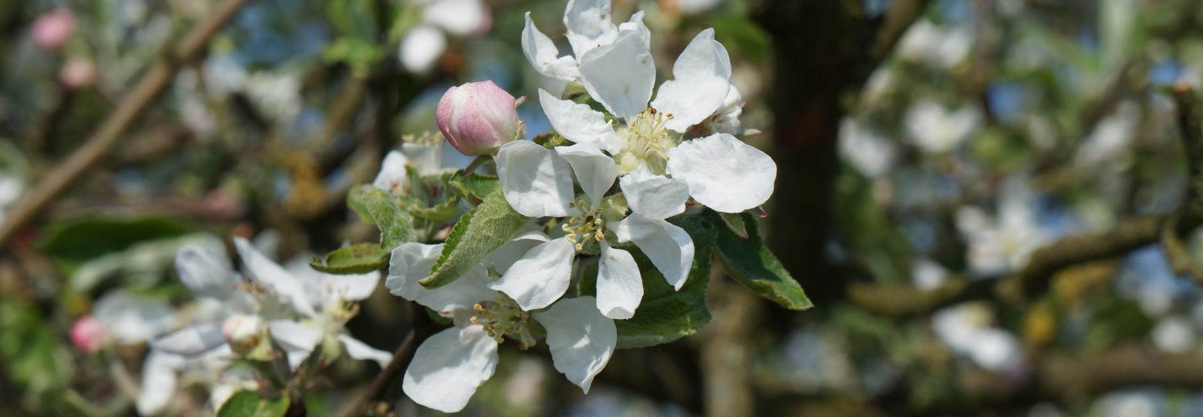 Wilde appel