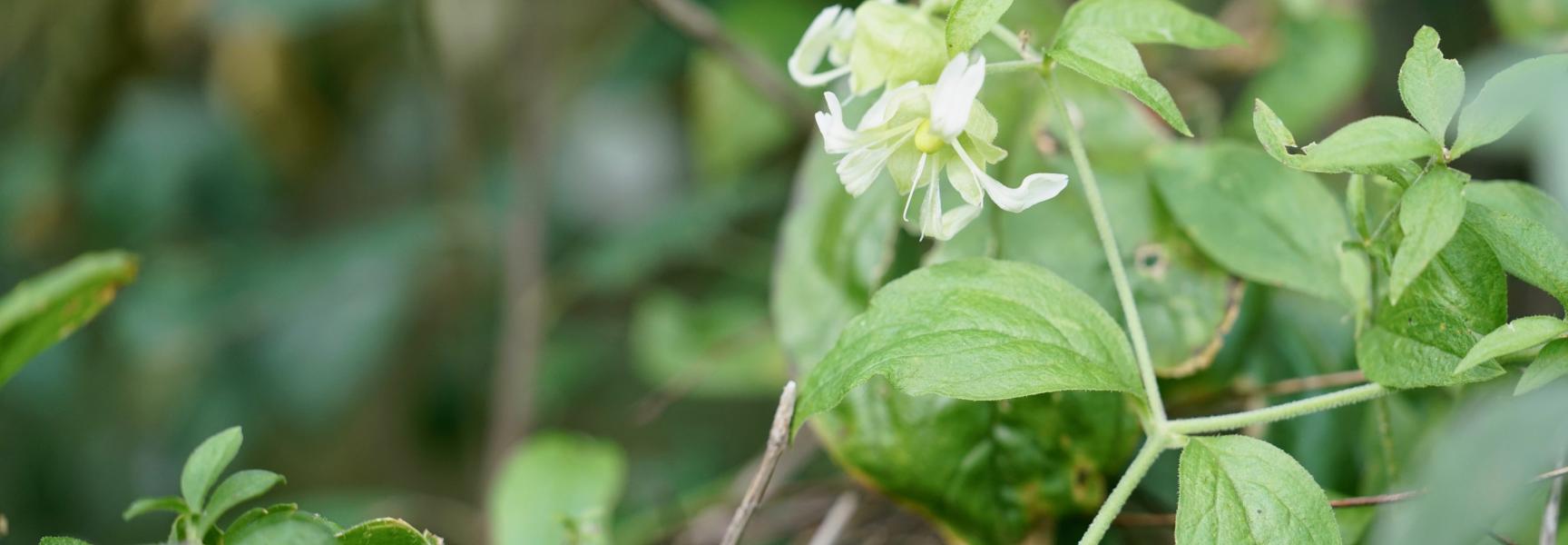 Besanjelier. Foto: Twan Teunissen