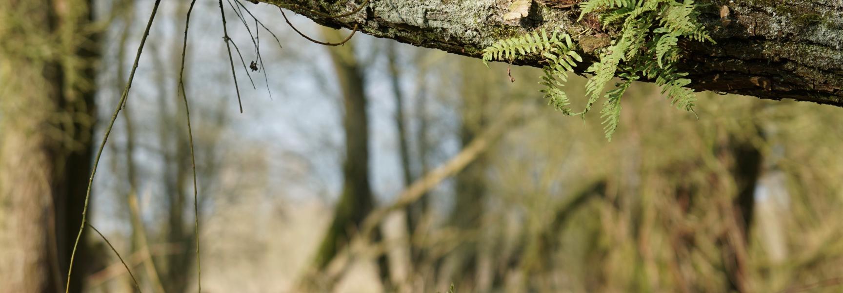 Eikvaren op schietwilg in oud ooibos